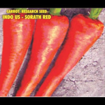 Carrot Seeds